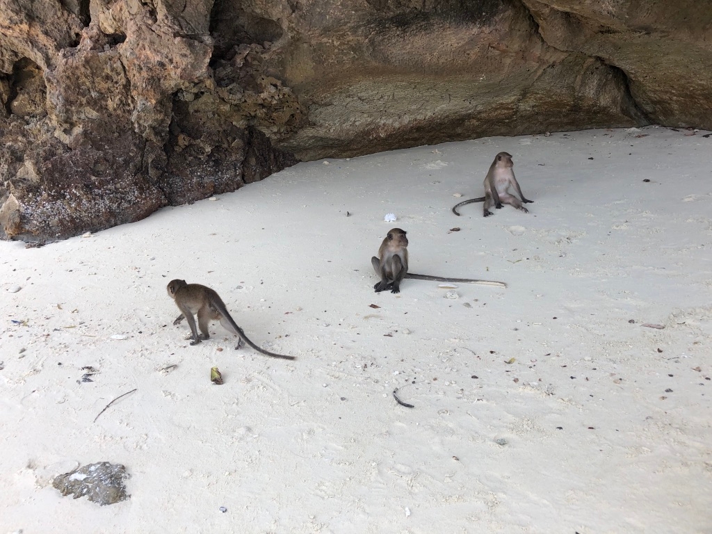 Monkey Beach